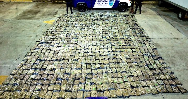 Detecta oficial canino de las FSPE más de media tonelada de presunta marihuana en paquetería de León