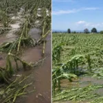 Pénjamo reportó daños en más de 5 mil hectáreas, a causa de las granizadas la semana pasada