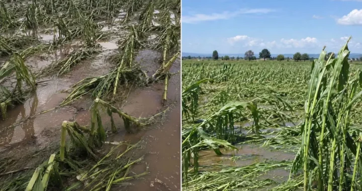 Pénjamo reportó daños en más de 5 mil hectáreas, a causa de las granizadas la semana pasada