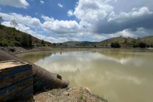 Confirman la muerte de dos mil peces en la presa de La Soledad; rescatarán otros dos mil más