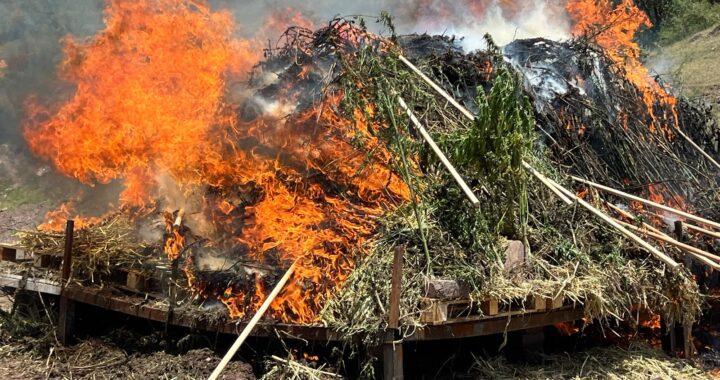 Incinera la Fiscalía estatal más de dos toneladas de marihuana decomisada en Romita