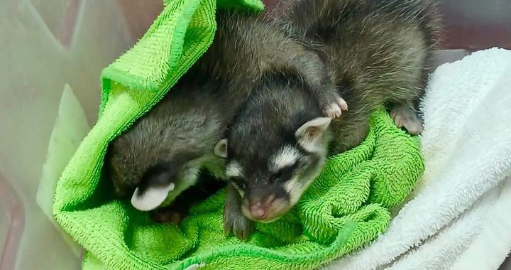 Rescatan a dos crías de cacomixtle y un cervatillo en Guanajuato Capital