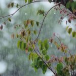 Prevé Observatorio Meteorológico de la UG una semana con lluvias y vientos ligeros en Guanajuato