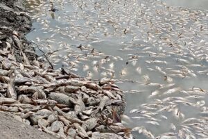 Se deberá analizar si fue un error humano la muerte de peces en La Soledad
