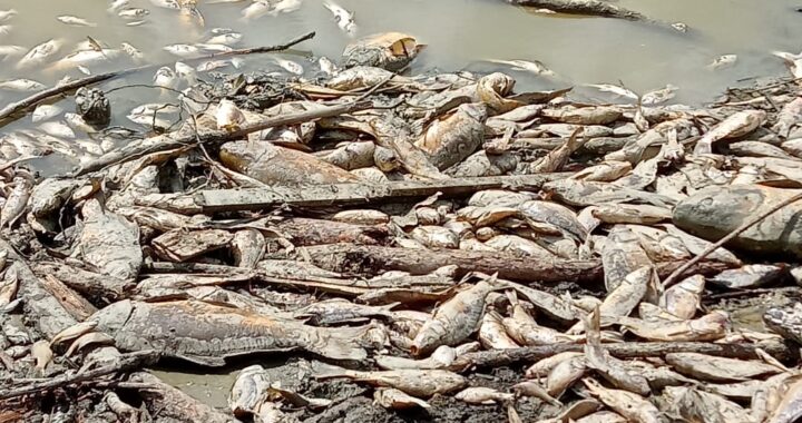 Prepara SIMAPAG siembra de peces en la presa de La Soledad, tras reparación de la fuga