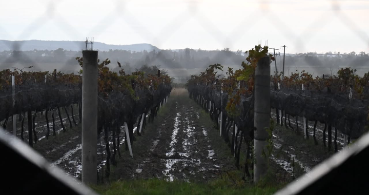 Guanajuato llega a la mitad de sus Vendimias 2026; aún quedan ocho experiencias para celebrar el vino