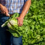 Llaman a no estigmatizar la lechuga mexicana ante investigación de la FDA