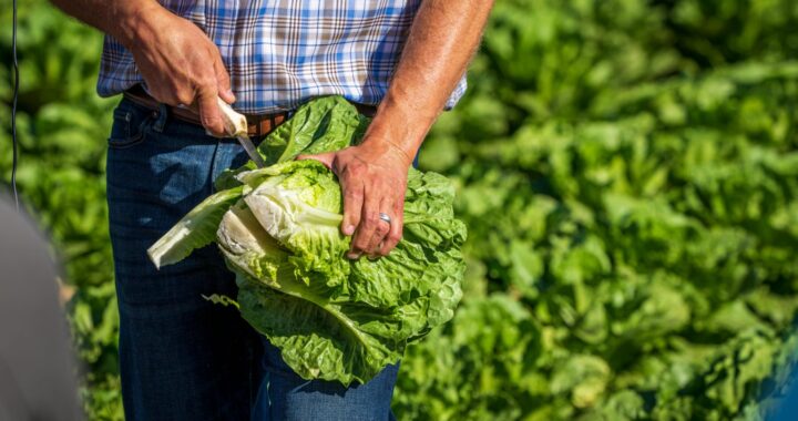 Llaman a no estigmatizar la lechuga mexicana ante investigación de la FDA