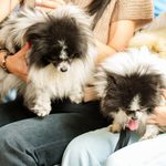 Firman Pacto para la Protección y Bienestar Animal en Encuentro Patitas y Corazón