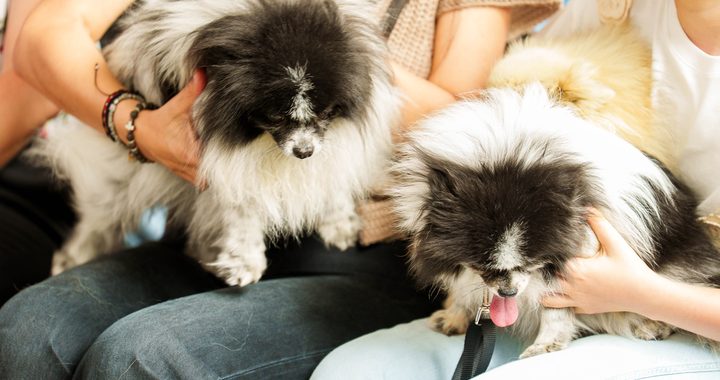 Firman Pacto para la Protección y Bienestar Animal en Encuentro Patitas y Corazón
