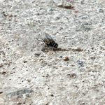 En Guanajuato hay 70 casos activos del gusano barrenador